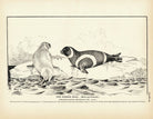 Ribbon Seal Art Print - Muir Way - Fisheries