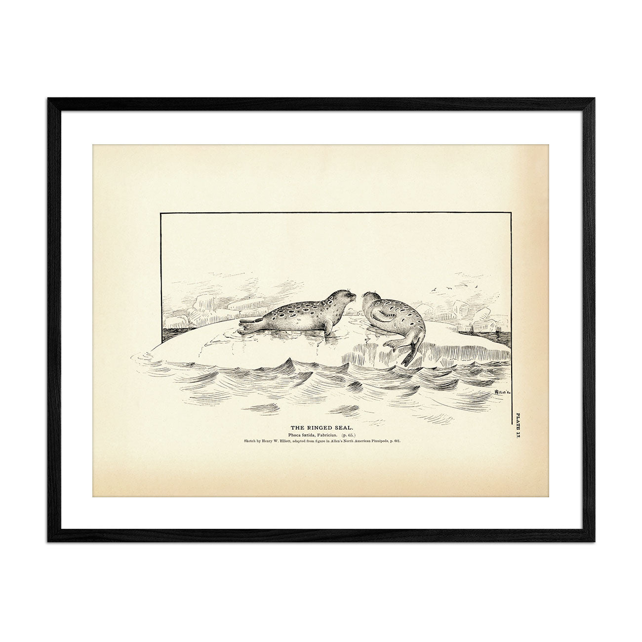 Ringed Seal Art Print - Muir Way - Fisheries