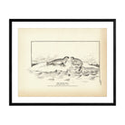 Ringed Seal Art Print - Muir Way - Fisheries