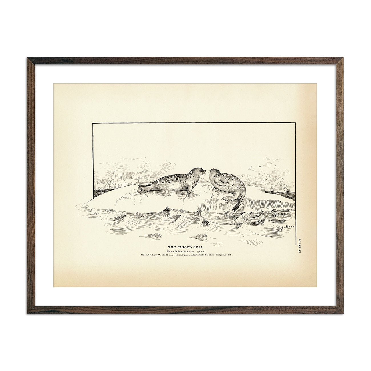 Ringed Seal Art Print - Muir Way - Fisheries