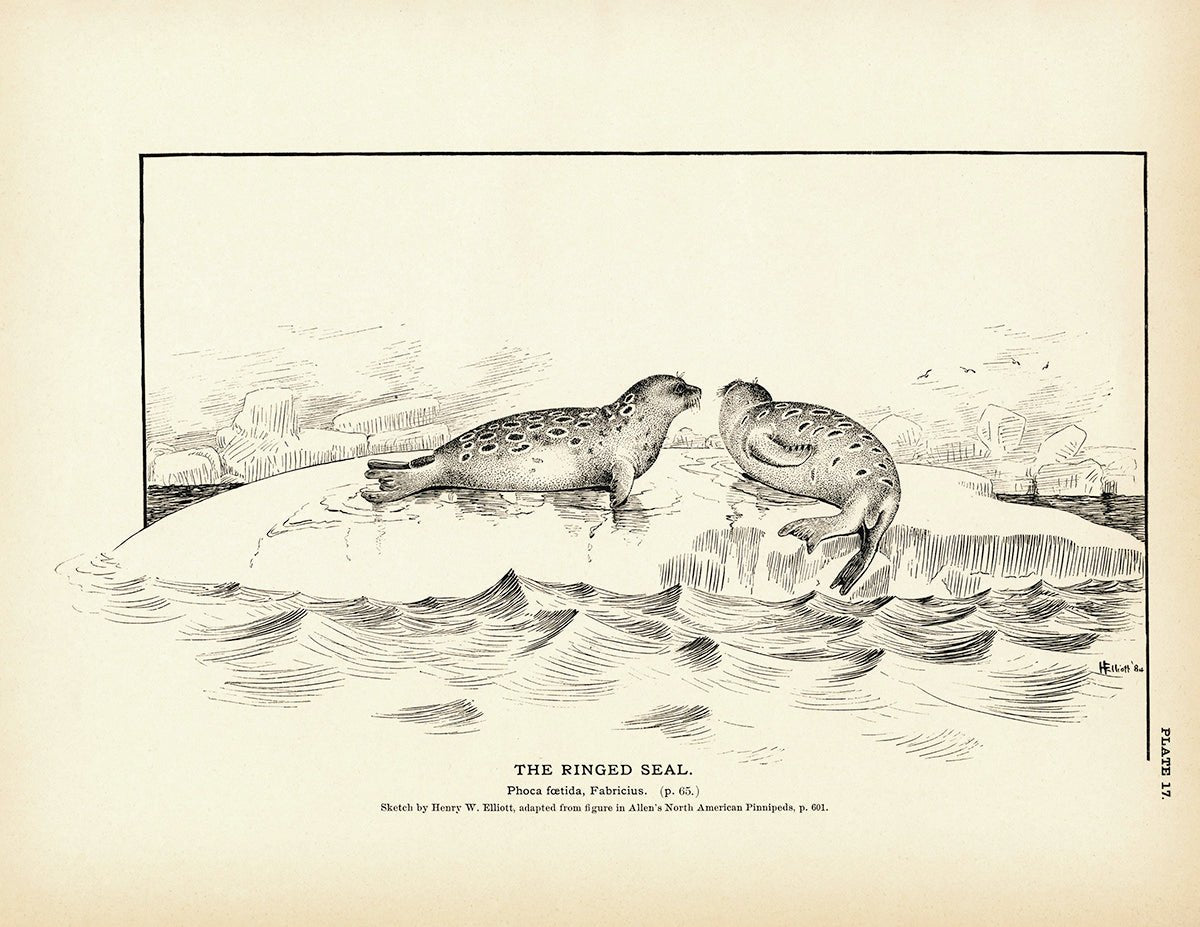 Ringed Seal Art Print - Muir Way - Fisheries