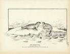 Ringed Seal Art Print - Muir Way - Fisheries