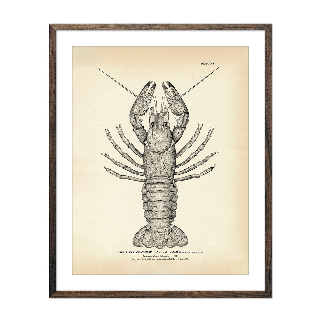 River Cray - Fish Art Print - Muir Way - Fisheries