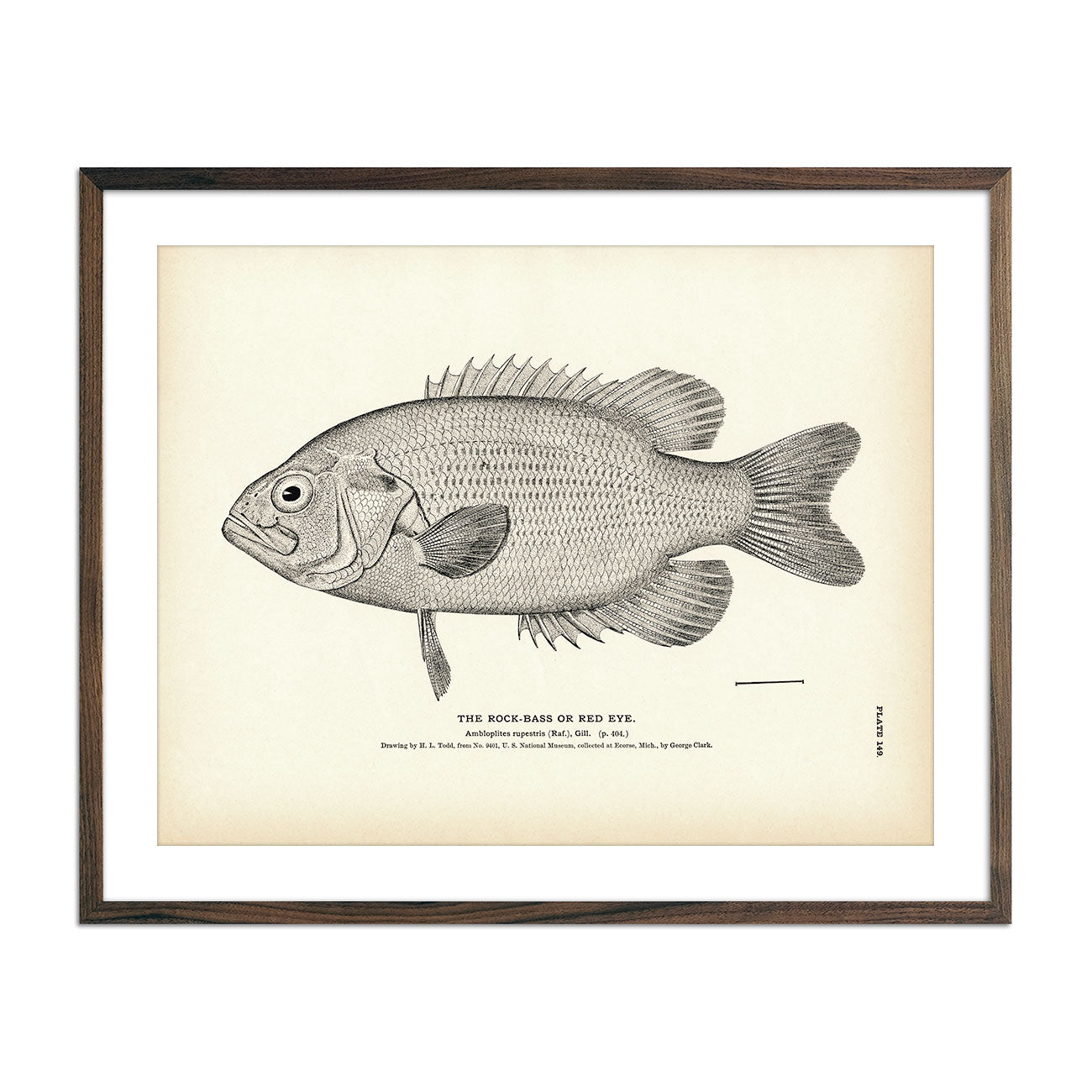 Rock - Bass (Red Eye) Art Print - Muir Way - Fisheries