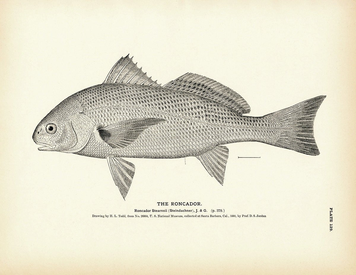 Roncador Art Print - Muir Way - Fisheries