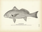 Roncador Art Print - Muir Way - Fisheries