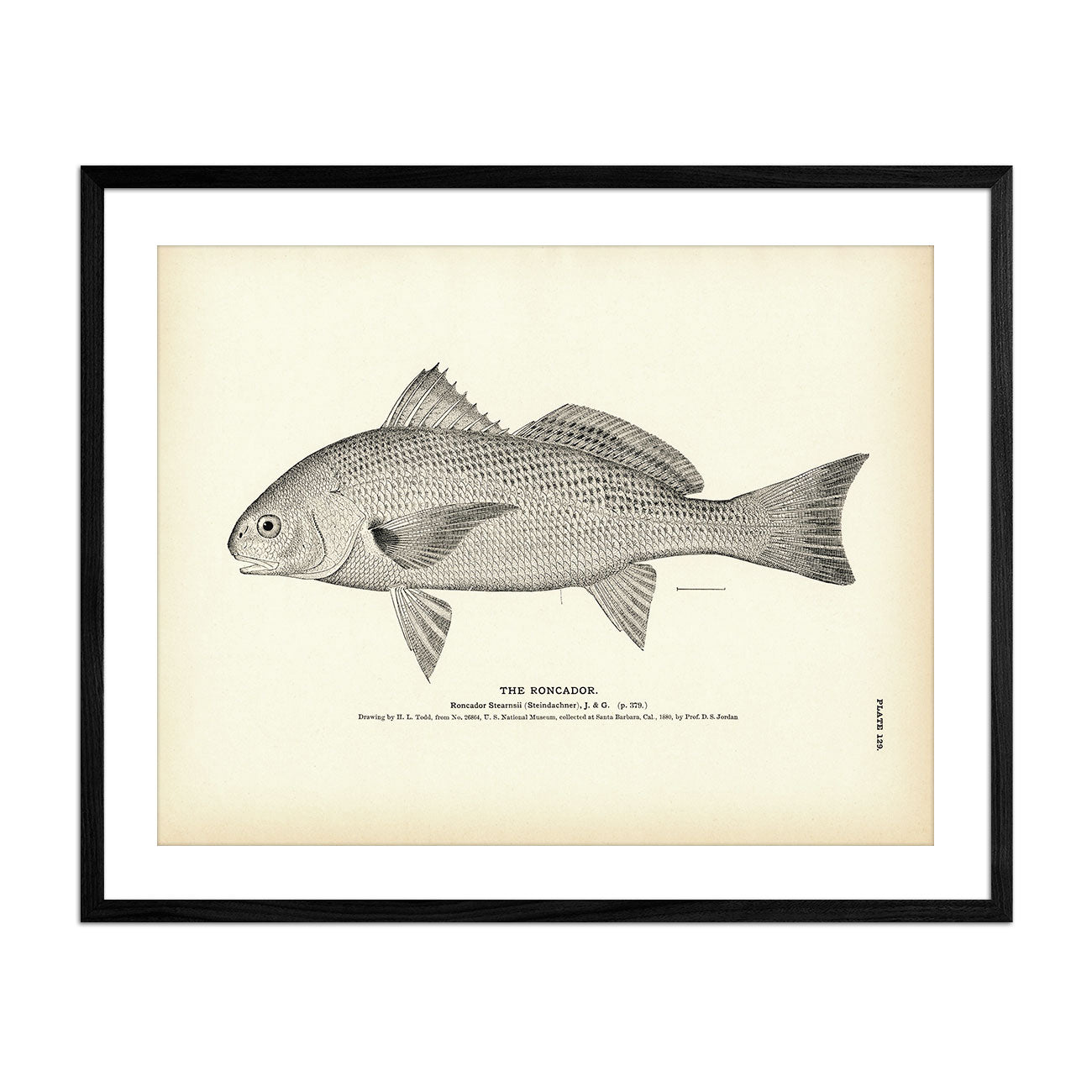 Roncador Art Print - Muir Way - Fisheries
