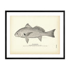 Roncador Art Print - Muir Way - Fisheries