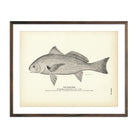 Roncador Art Print - Muir Way - Fisheries