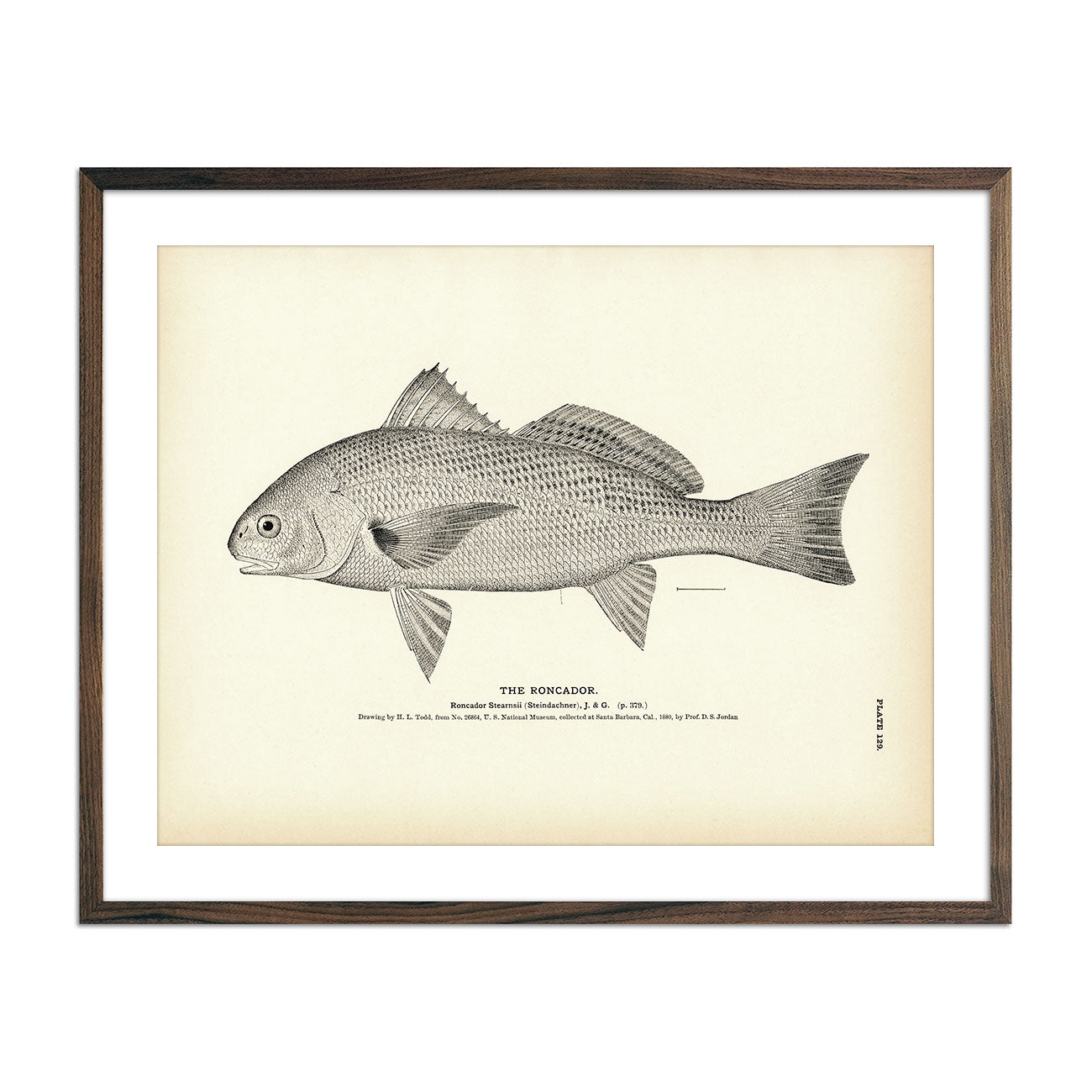 Roncador Art Print - Muir Way - Fisheries