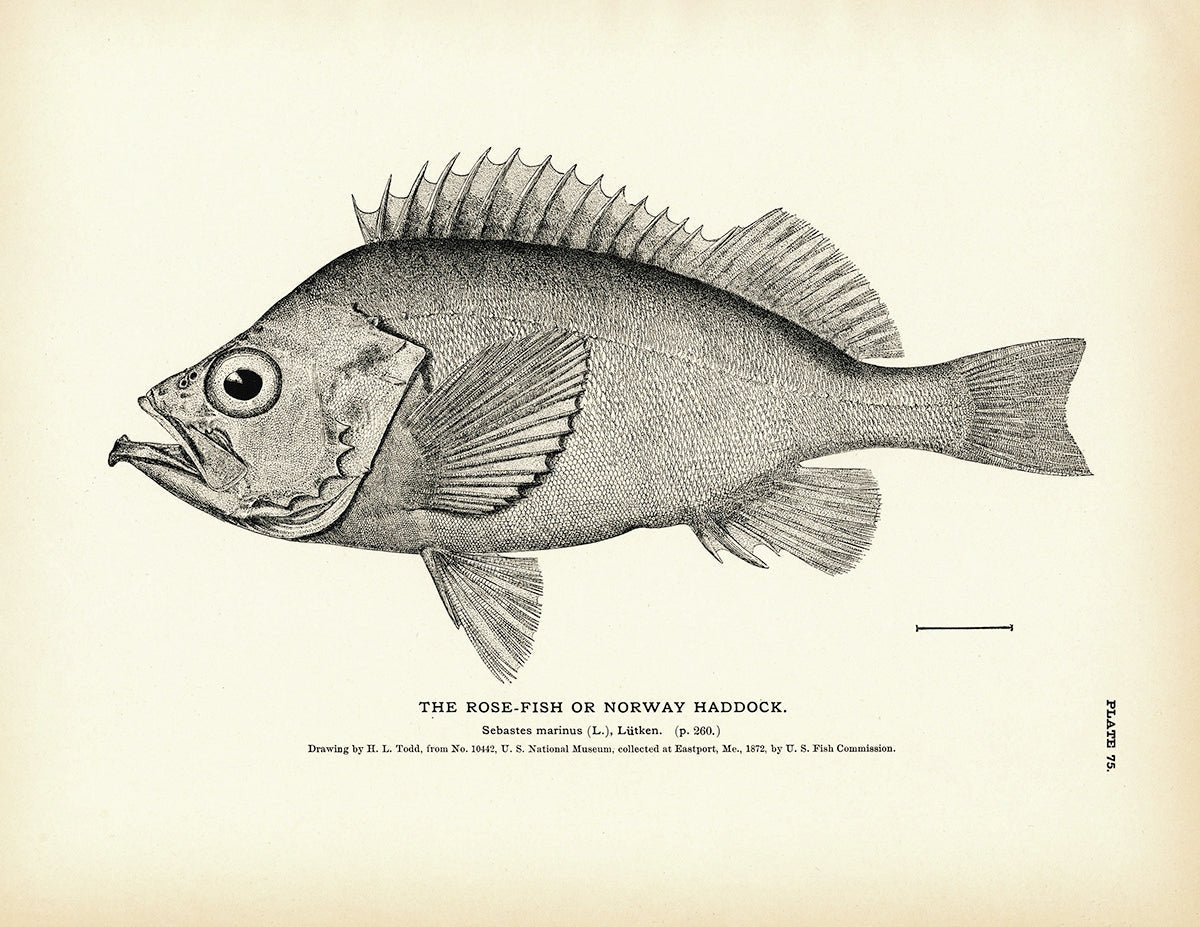 Rose - Fish (Norway Haddock) Art Print - Muir Way - Fisheries