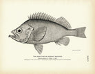 Rose - Fish (Norway Haddock) Art Print - Muir Way - Fisheries