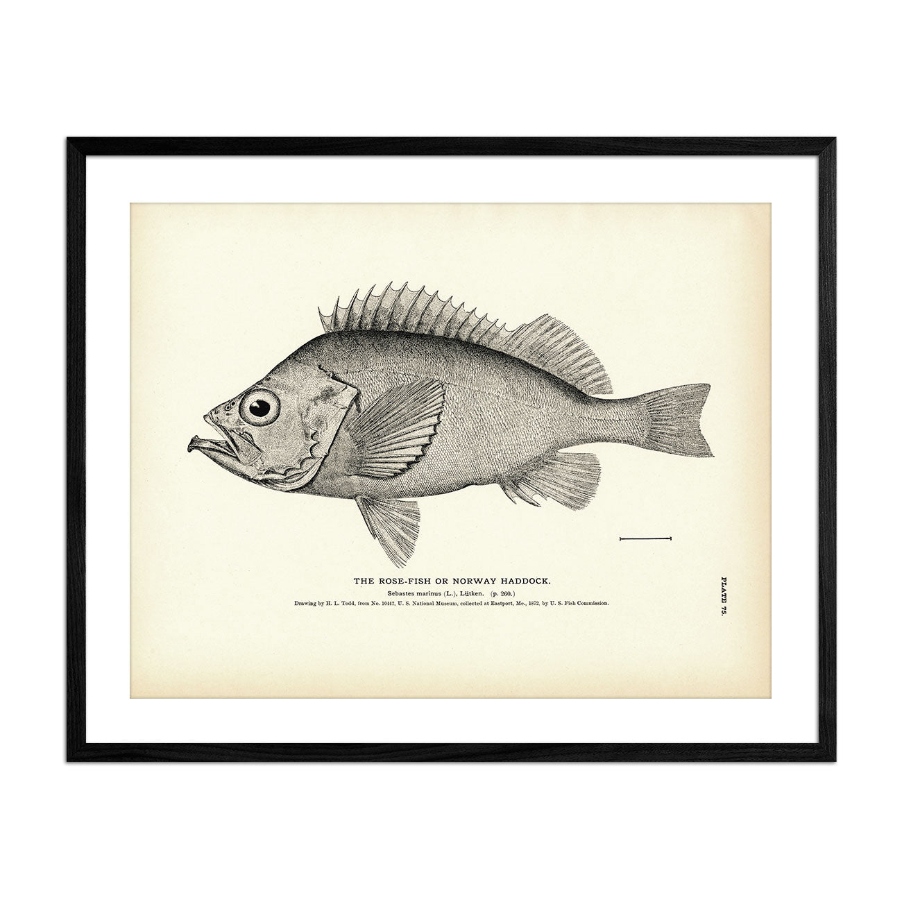 Rose - Fish (Norway Haddock) Art Print - Muir Way - Fisheries
