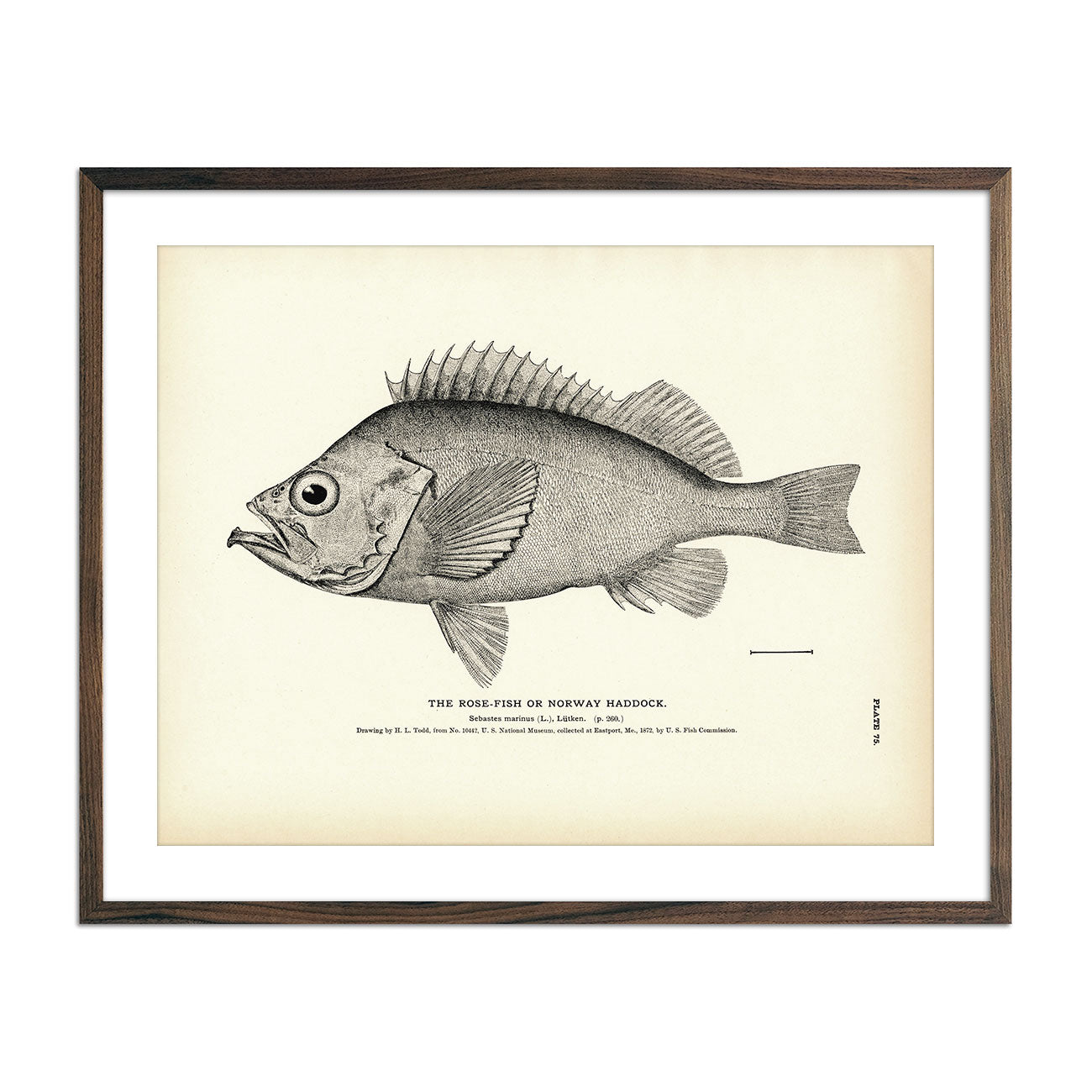 Rose - Fish (Norway Haddock) Art Print - Muir Way - Fisheries
