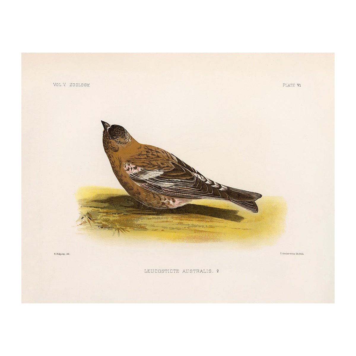 Rosy - Finch - Female Art Print - Muir Way - Animals