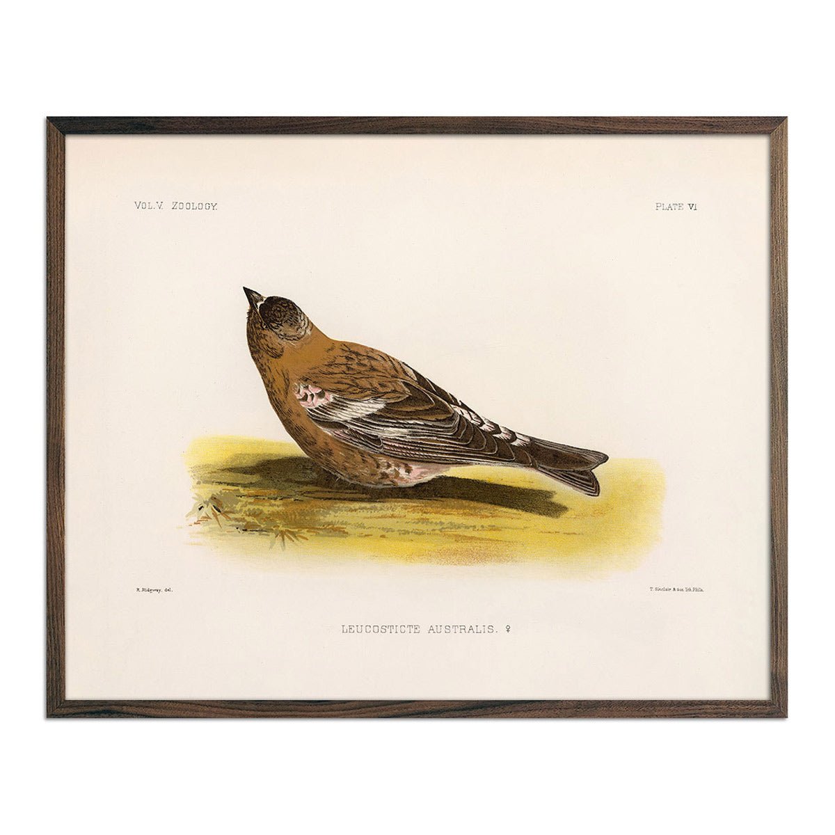 Rosy - Finch - Female Art Print - Muir Way - Animals
