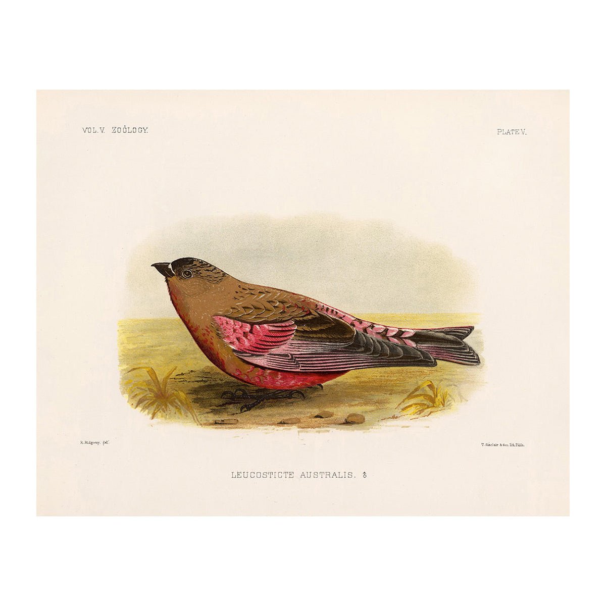 Rosy - Finch - Male Art Print - Muir Way - Animals