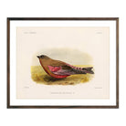Rosy - Finch - Male Art Print - Muir Way - Animals