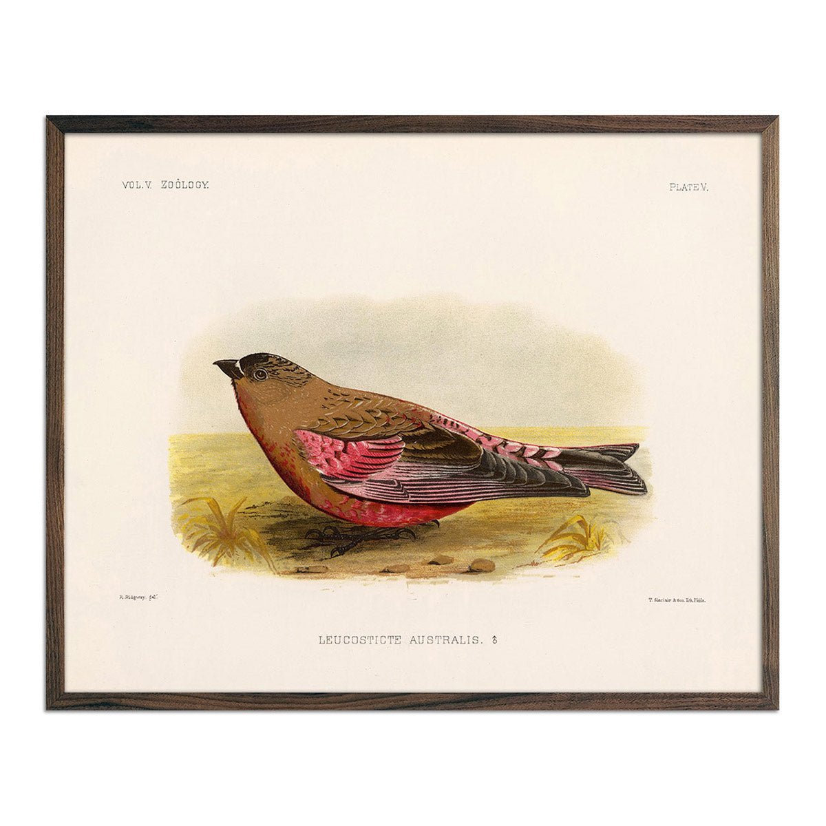 Rosy - Finch - Male Art Print - Muir Way - Animals