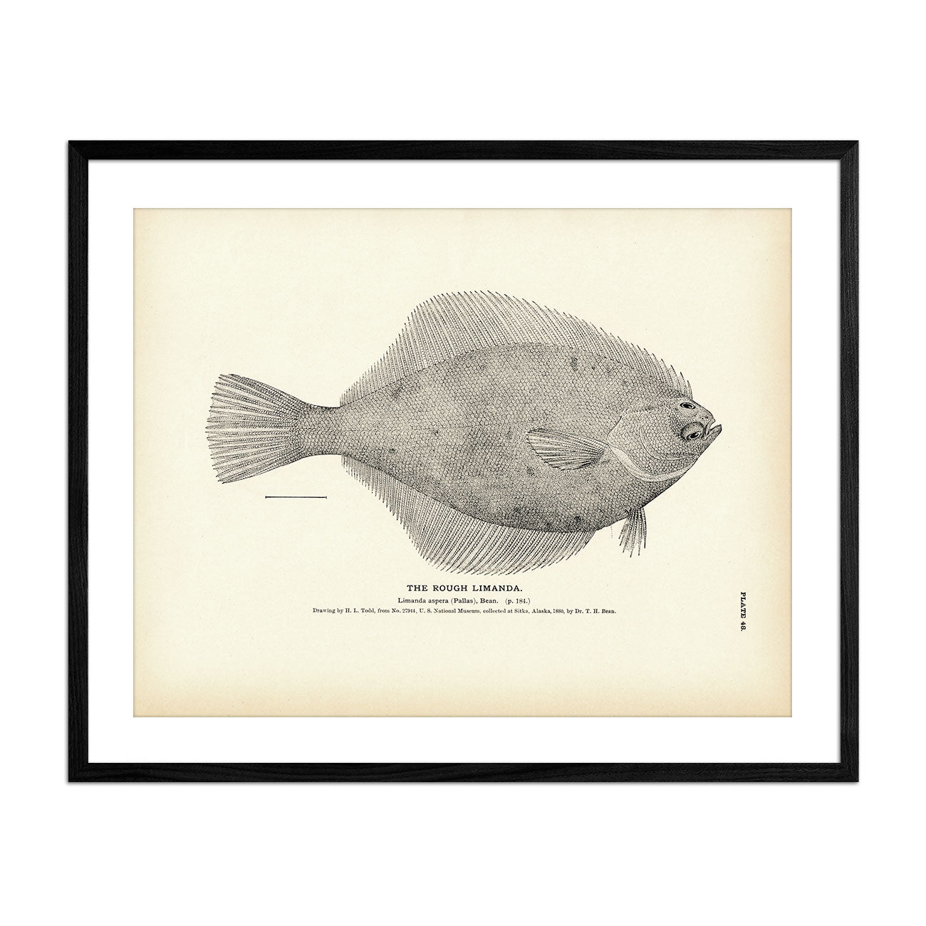 Rough Limanda Art Print - Muir Way - Fisheries