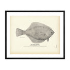 Rough Limanda Art Print - Muir Way - Fisheries
