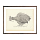 Rough Limanda Art Print - Muir Way - Fisheries