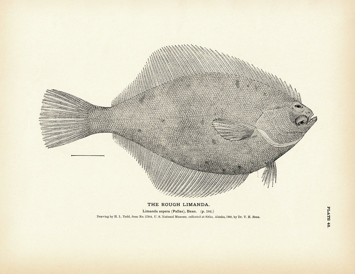 Rough Limanda Art Print - Muir Way - Fisheries