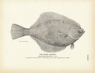 Rough Limanda Art Print - Muir Way - Fisheries