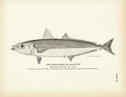 Round Robin (Cigar - Fish) Art Print - Muir Way - Fisheries