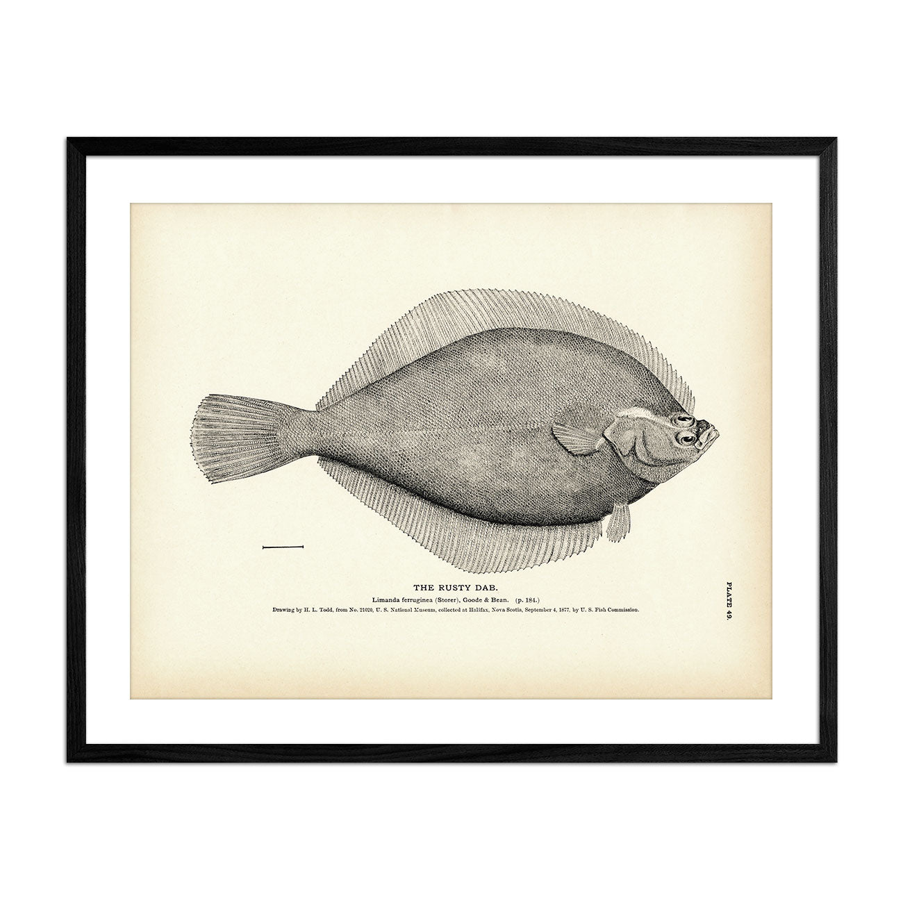 Rusty Dab Art Print - Muir Way - Fisheries