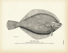 Rusty Dab Art Print - Muir Way - Fisheries