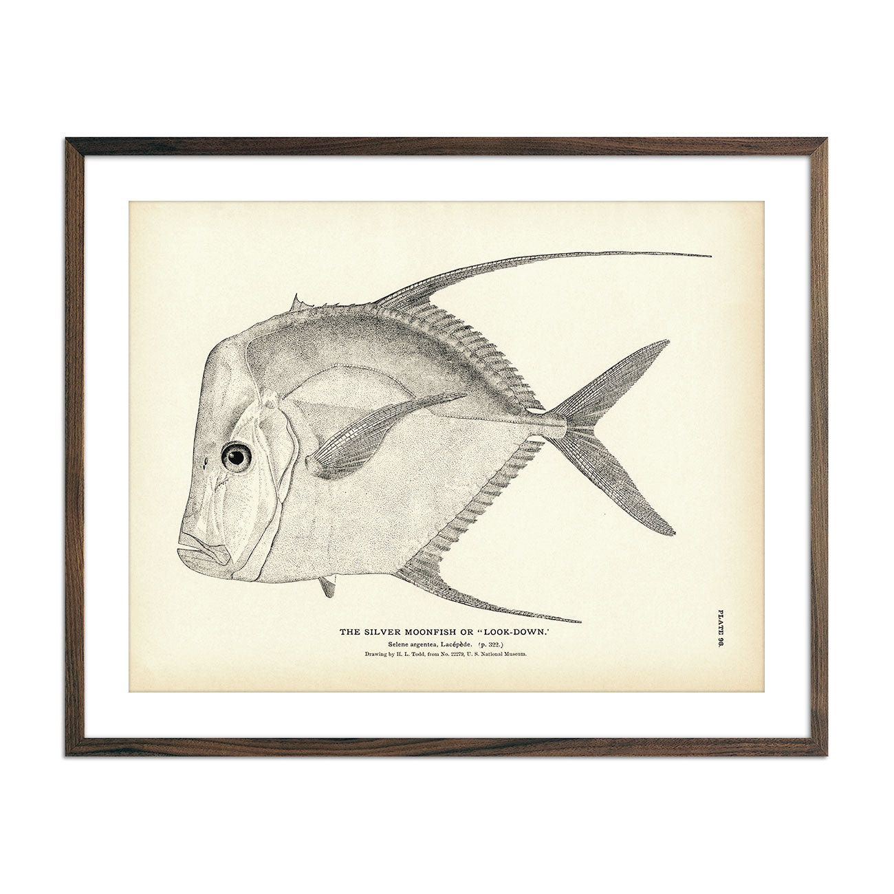 Silver Moonfish (Look - Down) Art Print - Muir Way - Fisheries