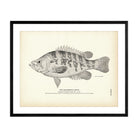 Sacramento Perch Art Print - Muir Way - Fisheries