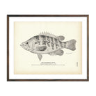 Sacramento Perch Art Print - Muir Way - Fisheries