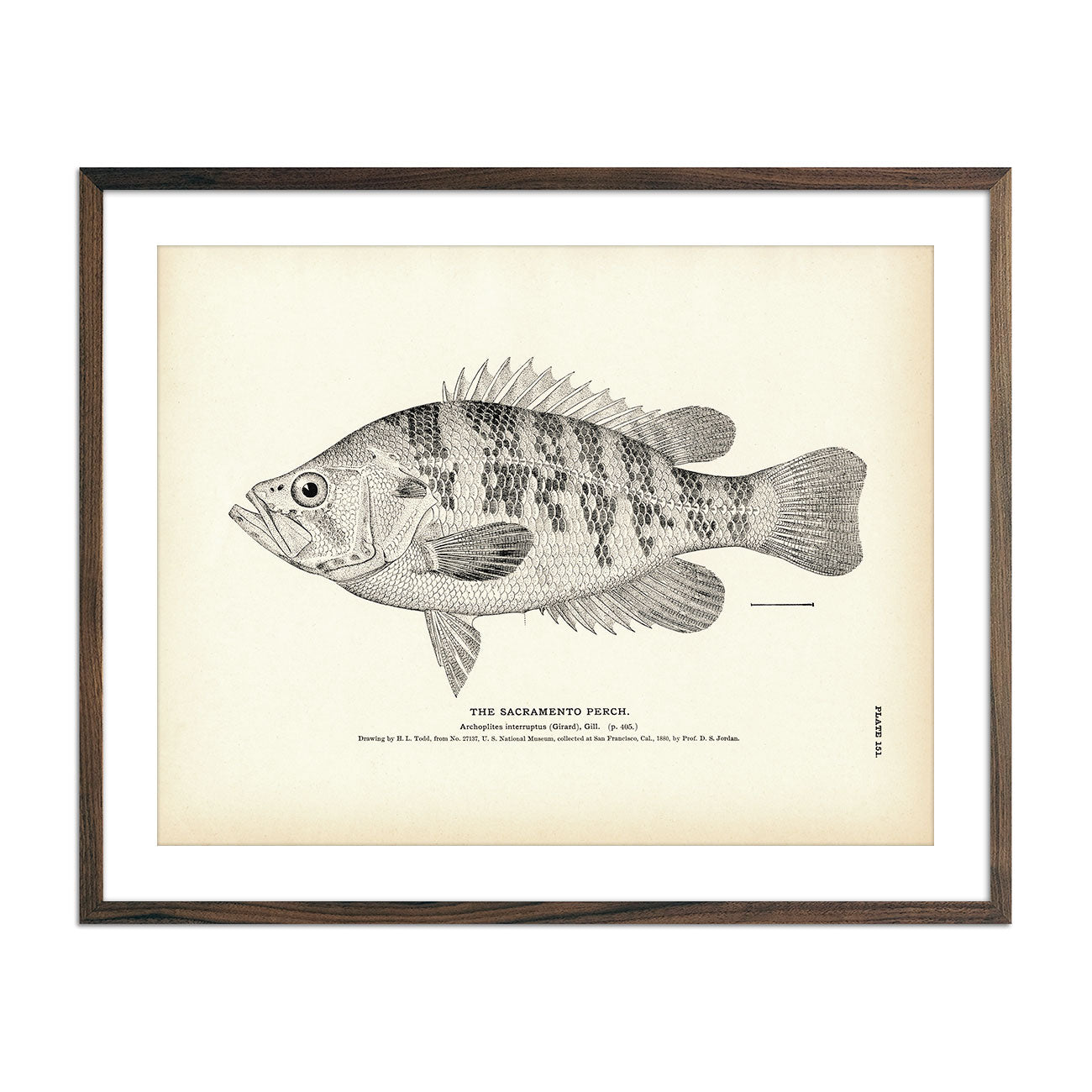 Vintage Sacramento Perch fish print