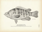 Sacramento Perch Art Print - Muir Way - Fisheries