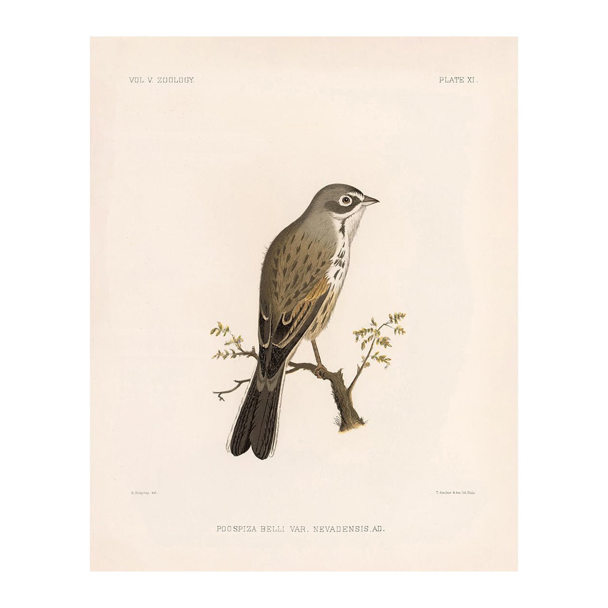 Sagebush Sparrow Art Print - Muir Way - Animals
