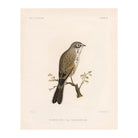 Sagebush Sparrow Art Print - Muir Way - Animals