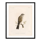 Sagebush Sparrow Art Print - Muir Way - Animals