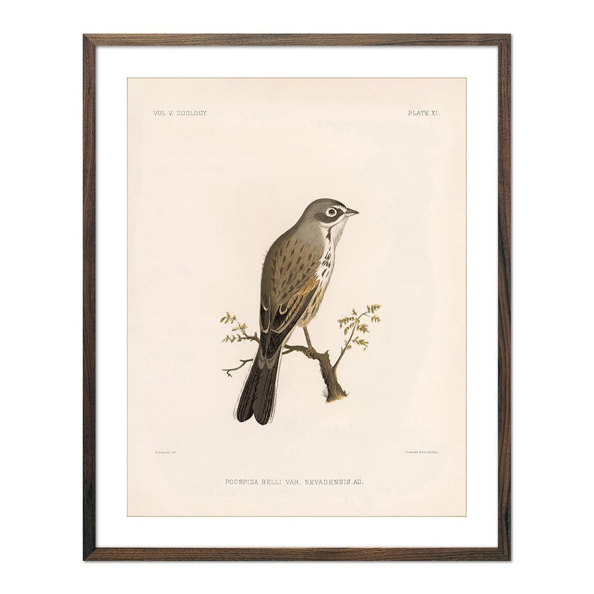 Sagebush Sparrow Art Print - Muir Way - Animals