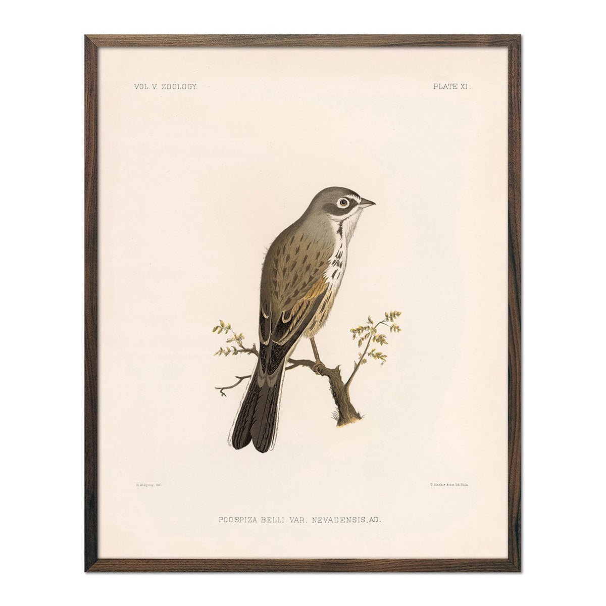 Sagebush Sparrow Art Print - Muir Way - Animals