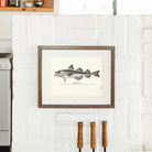 Saida Cod Art Print - Muir Way - Fisheries