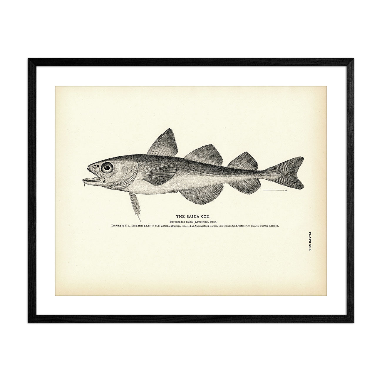 Saida Cod Art Print - Muir Way - Fisheries