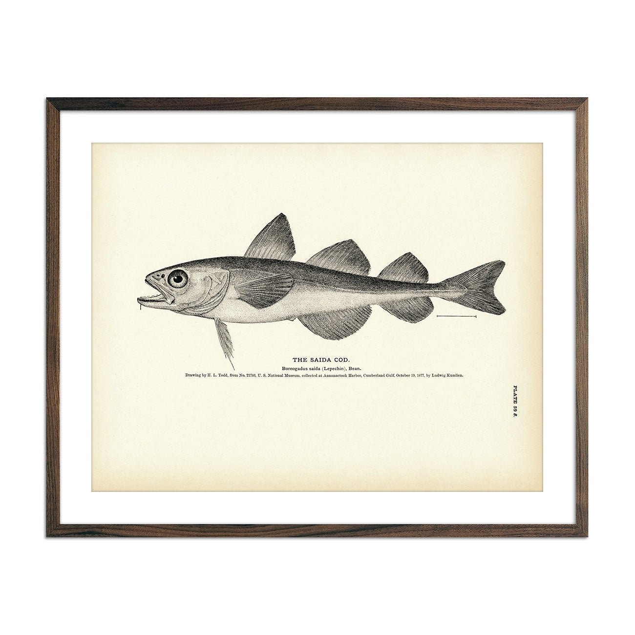 Saida Cod Art Print - Muir Way - Fisheries