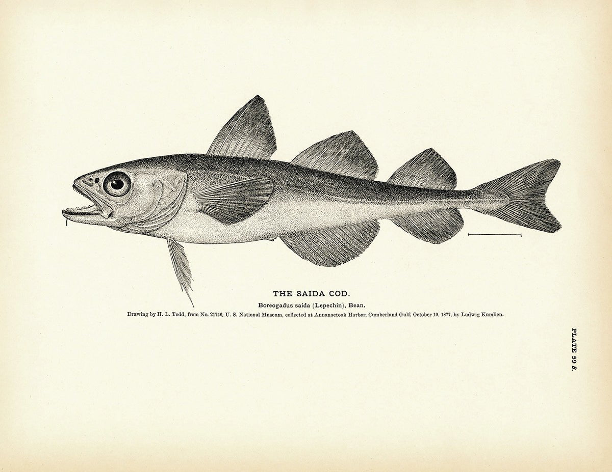 Saida Cod Art Print - Muir Way - Fisheries