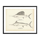 Sail - Fish and Spear - Fish Art Print - Muir Way - Fisheries