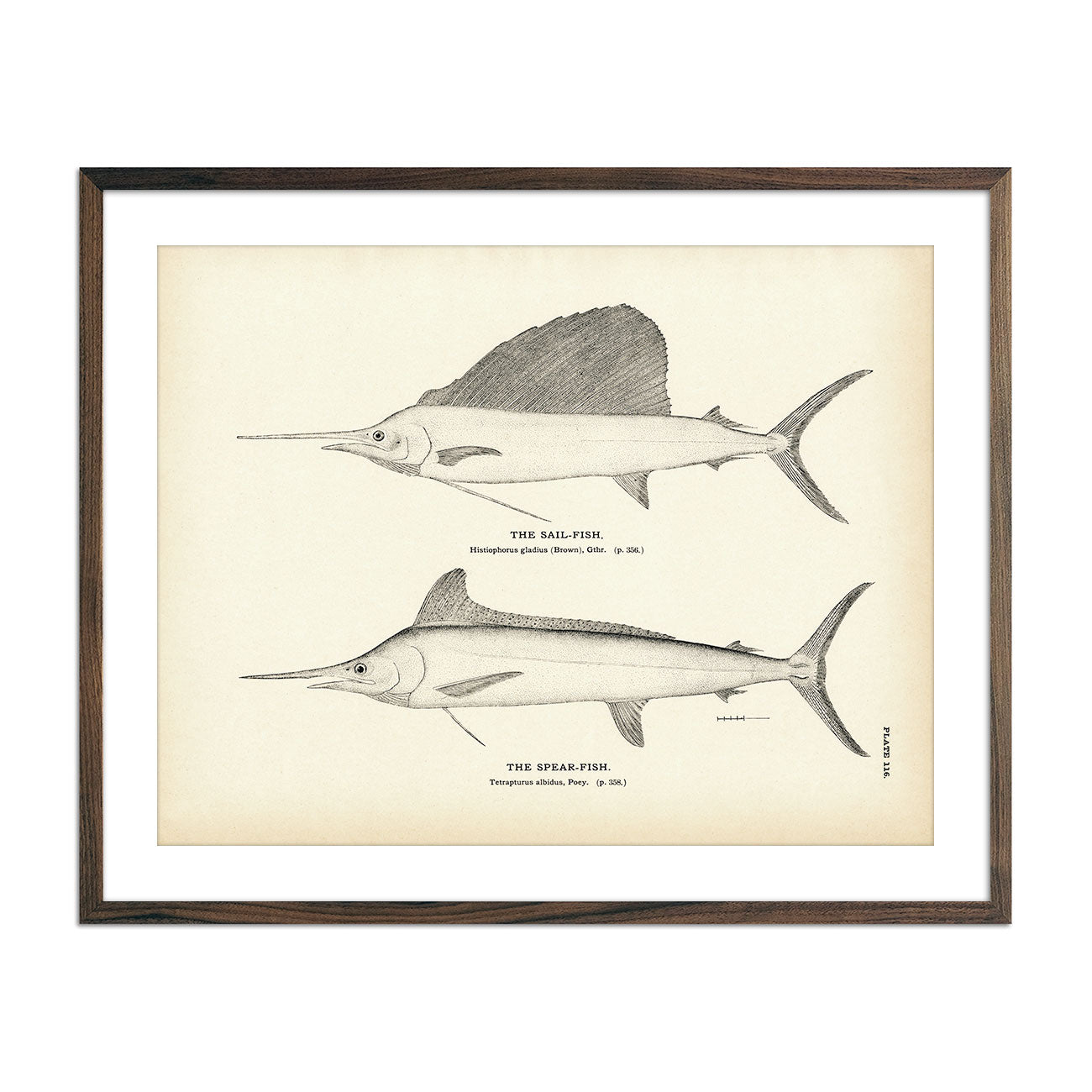 Sail - Fish and Spear - Fish Art Print - Muir Way - Fisheries