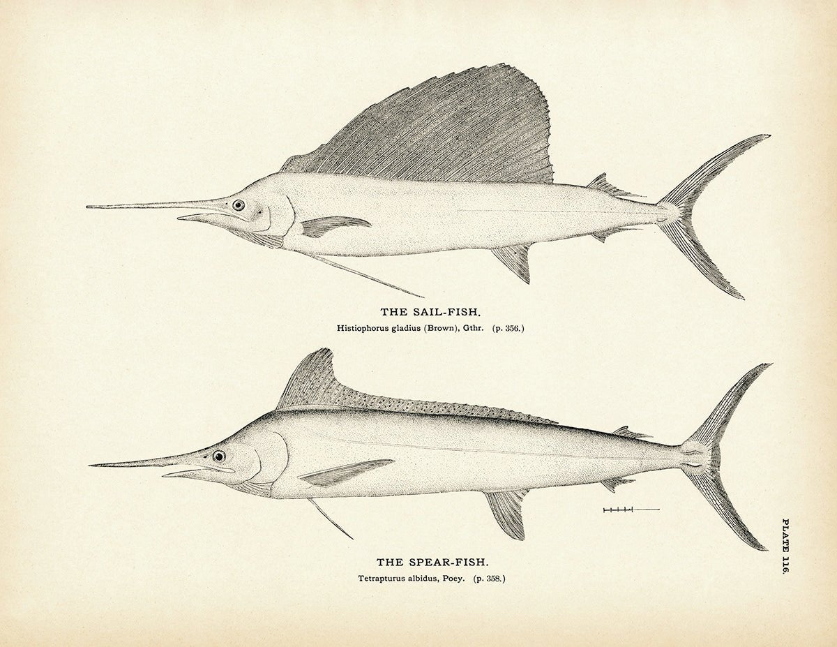 Sail - Fish and Spear - Fish Art Print - Muir Way - Fisheries