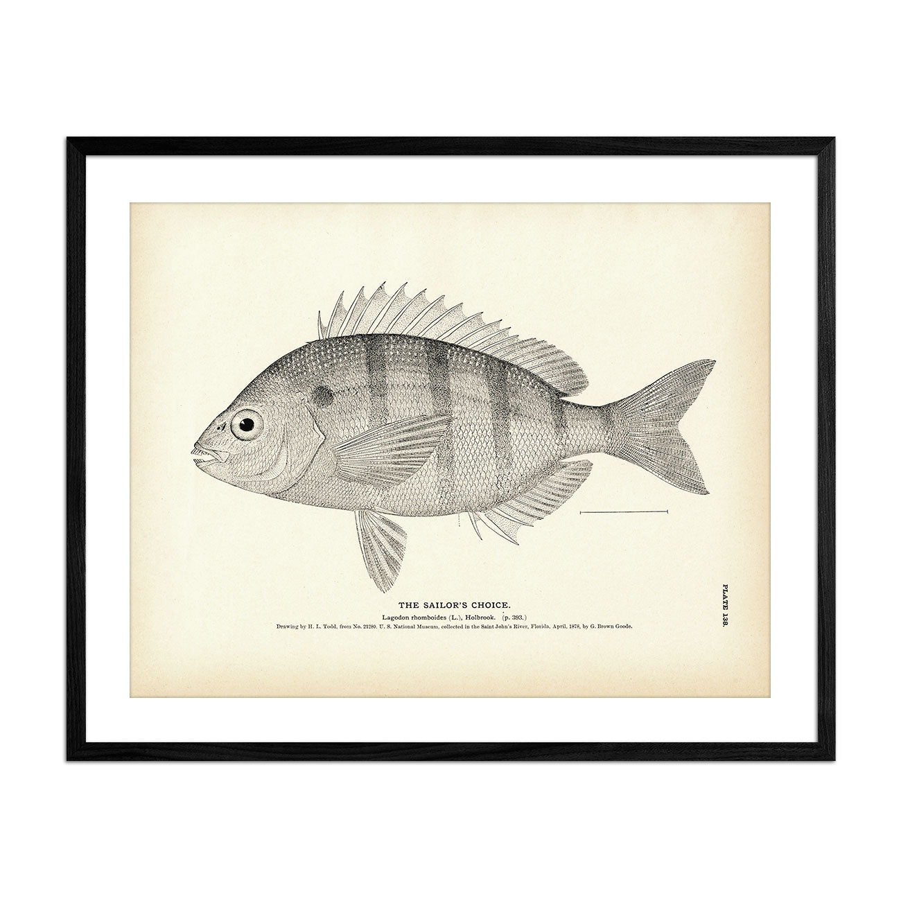 Sailor's Choice Art Print - Muir Way - Fisheries