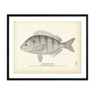 Sailor's Choice Art Print - Muir Way - Fisheries